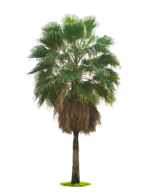 Beyaz arkaplanda izole edilmiş ağaç