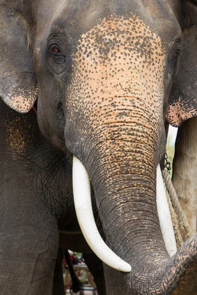 Słoń z bliska — Zdjęcie stockowe