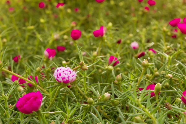 Portulaca flowers in the garden — Stock Photo, Image