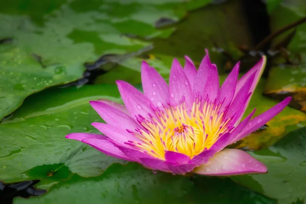 Lotus fleur dans l'étang avec goutte de pluie — Photo