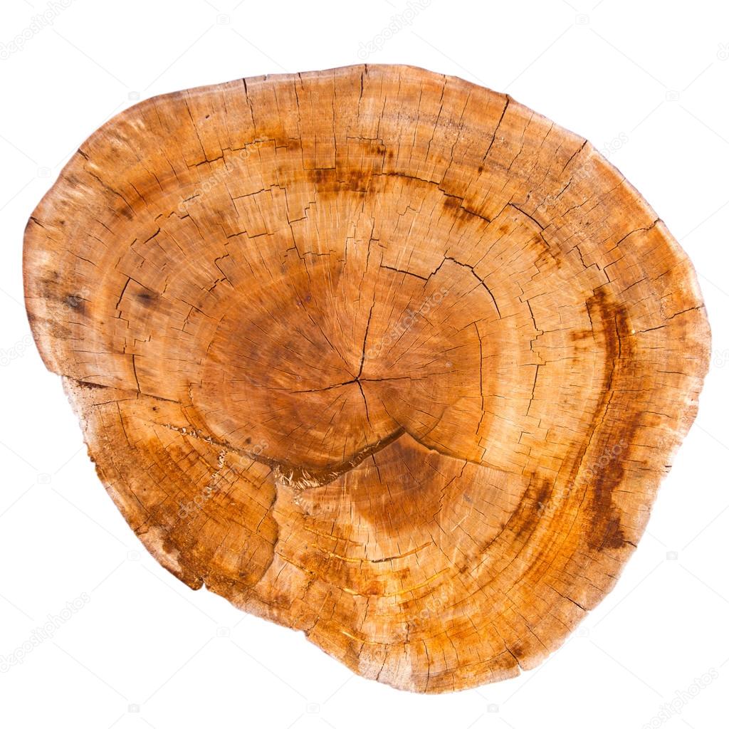 Top view of a tree stump isolated on white background