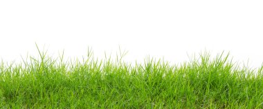 beyaz arkaplandaki çimenler