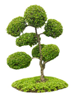Bonsai ağaç bahçe beyaz izole