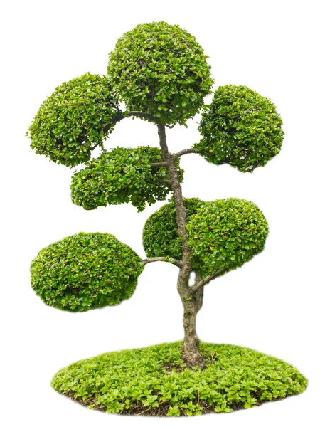 Árvore bonsai no jardim isolado no branco — Fotografia de Stock