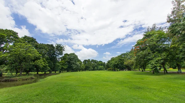 yeşil çim ve ağaçların kamu Parkı mavi gökyüzü ile