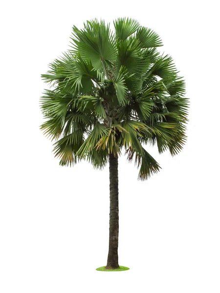 Palmera aislada sobre fondo blanco — Foto de Stock