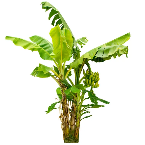 Banana tree isolated on white background — Stock Photo, Image