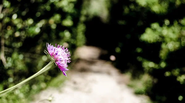 Fiore sulla spiaggia
