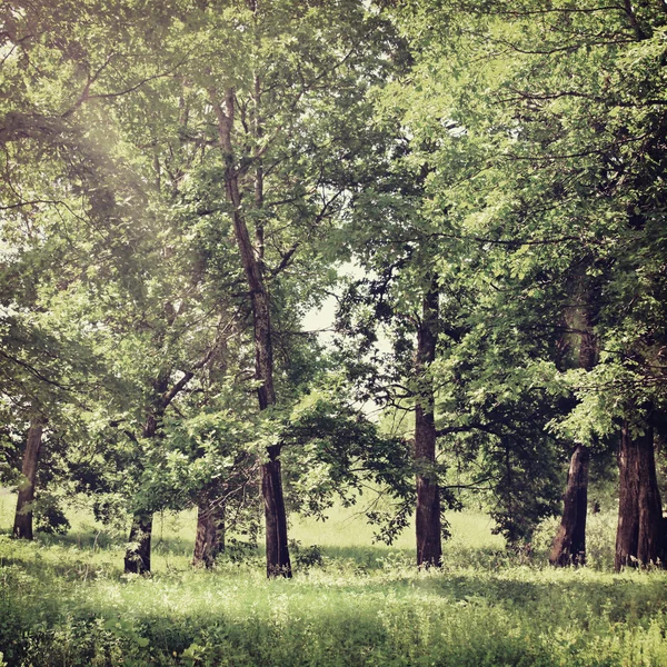 Natuur-8 — Stockfoto