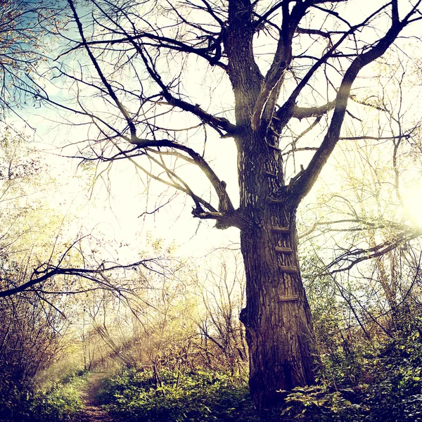 Natuur-38 — Stockfoto