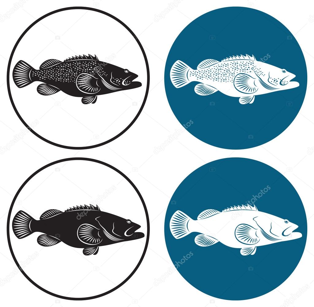 The figure shows the grouper fish