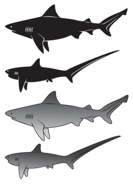 Free Free 72 Nurse Shark Svg SVG PNG EPS DXF File
