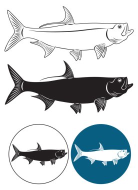 Tarpon