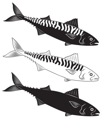 Uskumru.