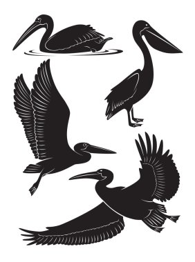 pelikan