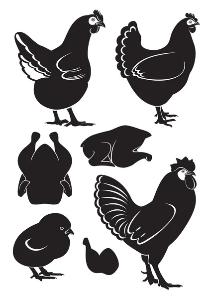 Pollo — Vettoriale Stock