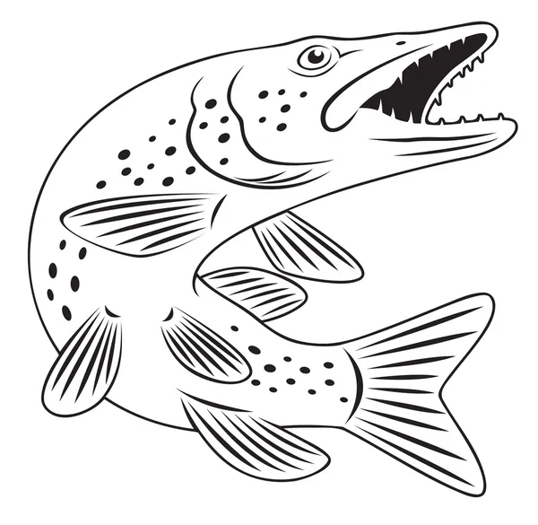 Pike fish — Stock Vector