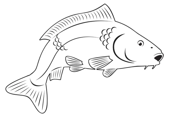 Karpfenfische — Stockvektor