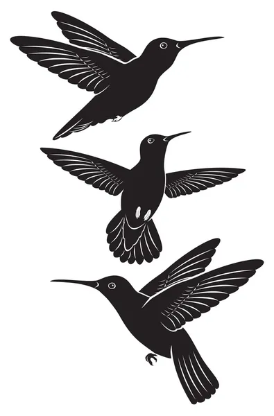 Colibrí — Vector de stock