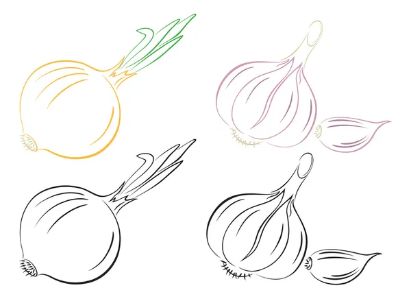 Garlic onion — Stock Illustration Garlic onion Vector Graphics