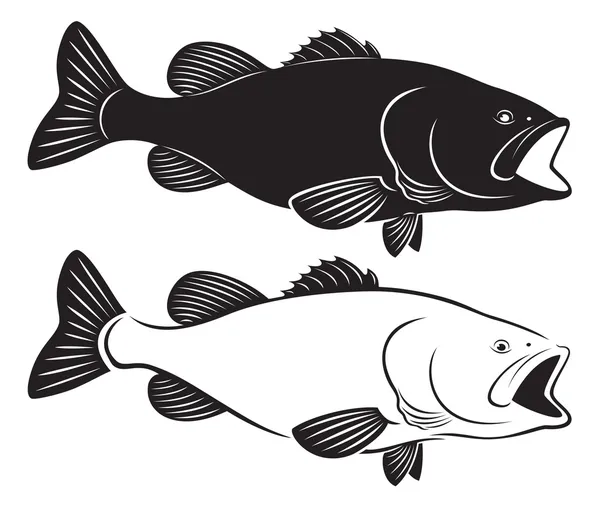 Fish bass — Stock Illustration Fish bass Stock Vector