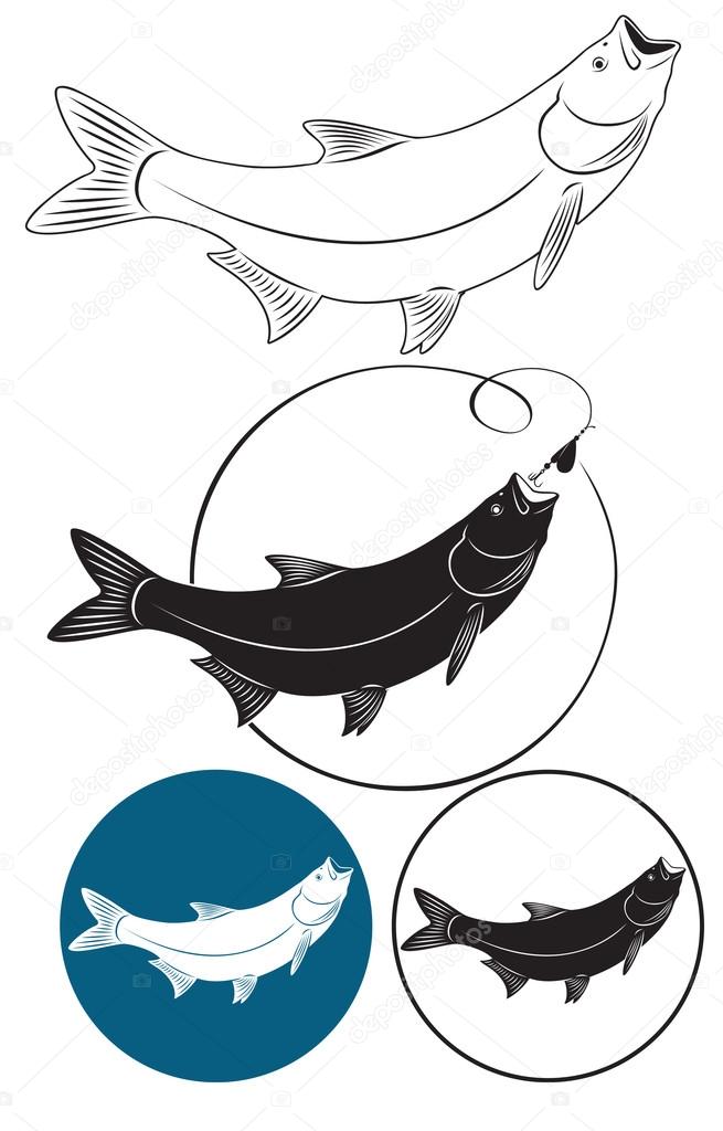 The figure shows a fish chub