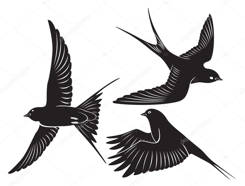 bird swallow stock vector 169 kvasay 22922500 bird swallow stock vector 169 kvasay 22922500
