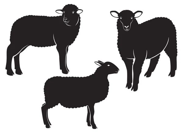 Sheep — Stock Vector