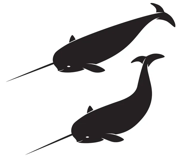 Narwhal — Stock Vector