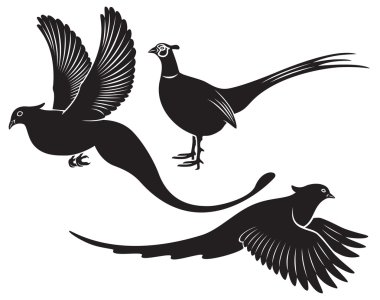 The figure shows a bird pheasant clipart