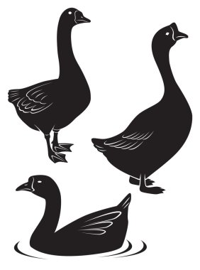 şekil bir kaz gösterir