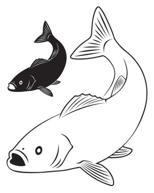 deniz levreği şekil gösterir