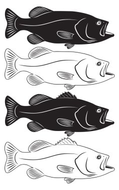 deniz levreği şekil gösterir