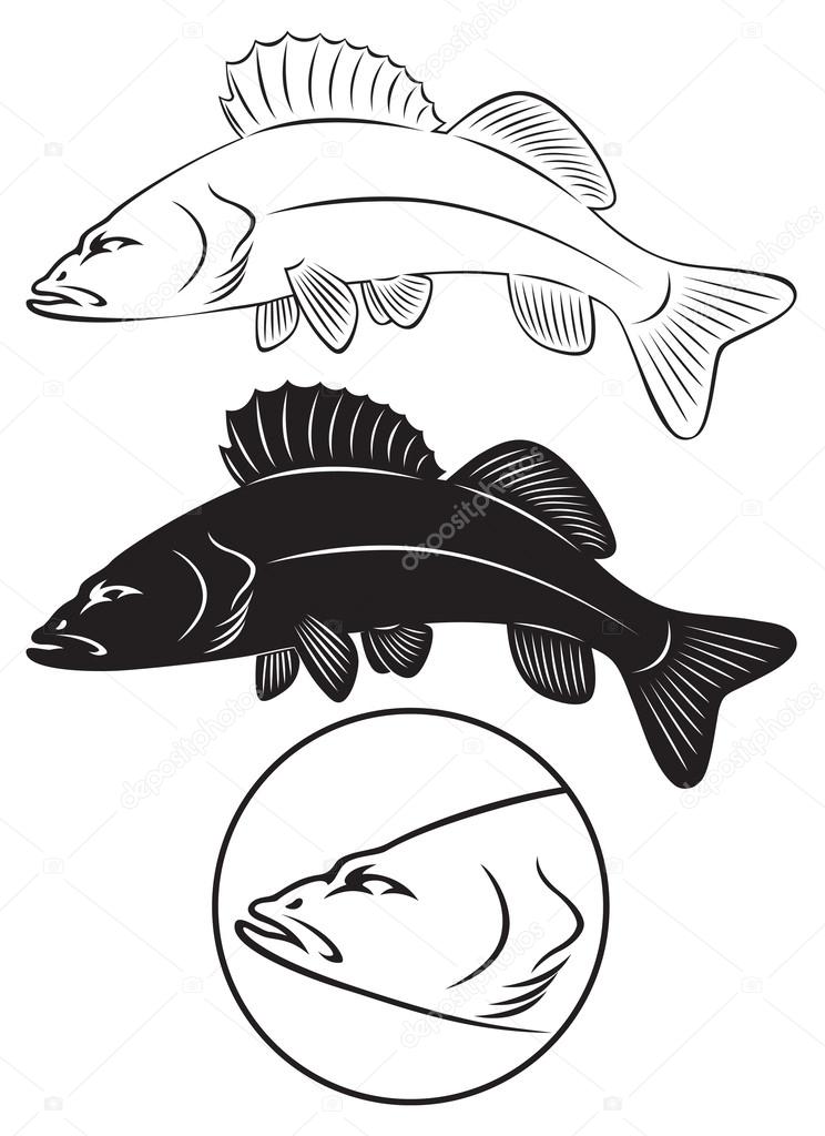 The figure shows Sriped Bass fish