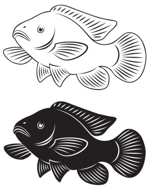 tilapia balık şekil gösterir