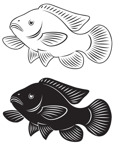 tilapia balık şekil gösterir