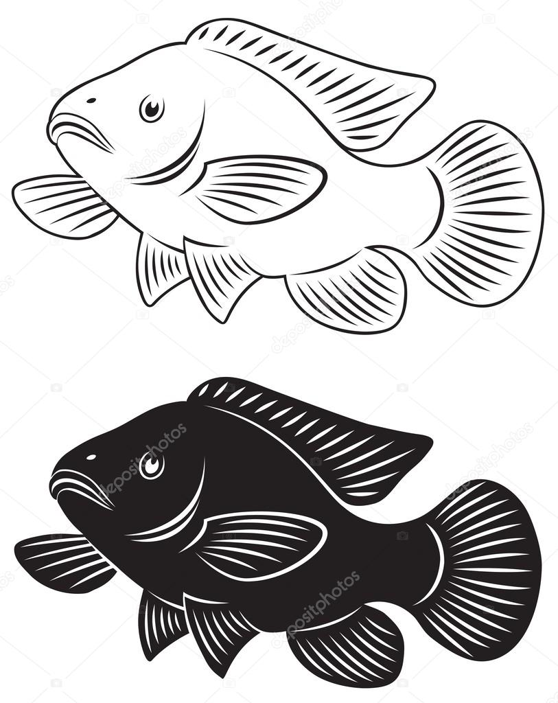 Tilapia Drawing Fish products Perch Barramundi, 28day, seafood, fauna, fish  Products png | PNGWing