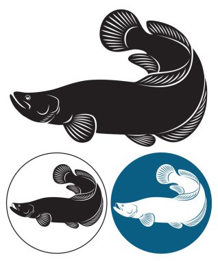 The figure shows the fish arapayma clipart
