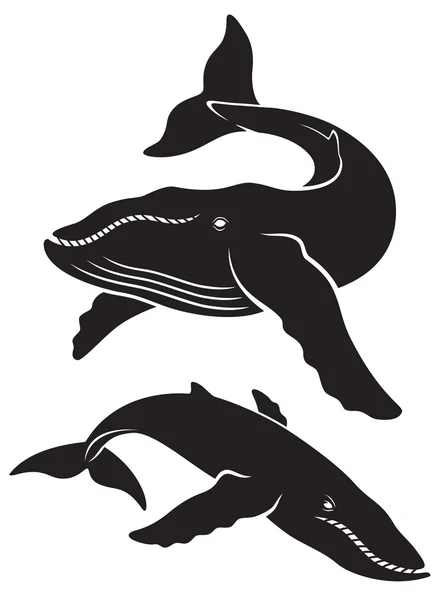 На рисунке изображен кит — стоковый вектор