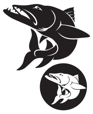 illustration of the fish barracuda
