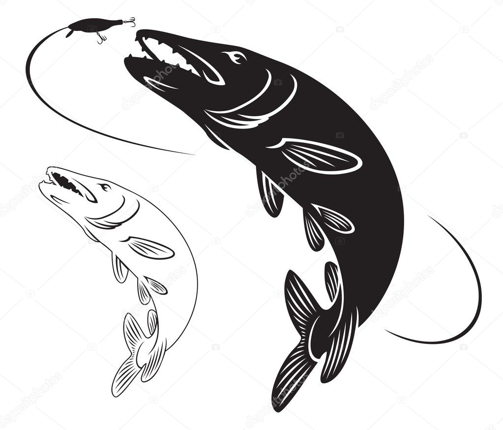 Illustration of fish pike