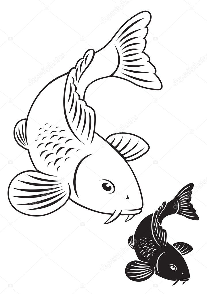 The figure shows a fish carp koi