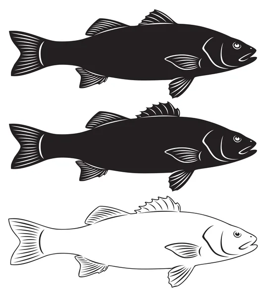 Seabass fish — Stock Vector