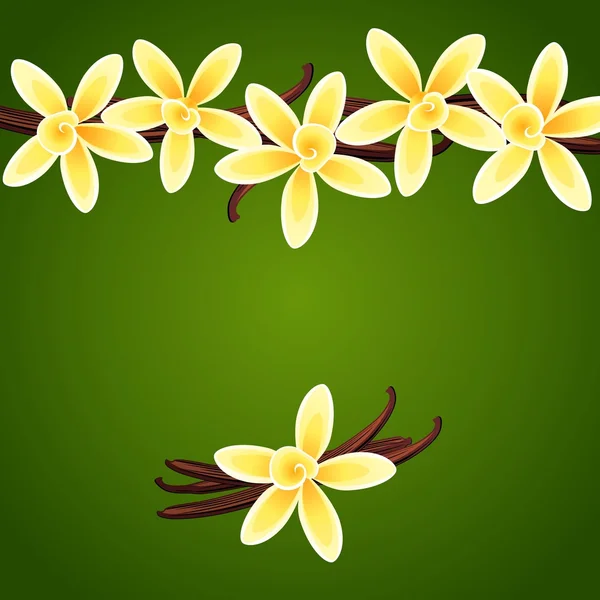 Vanille bloemen — Stockvector