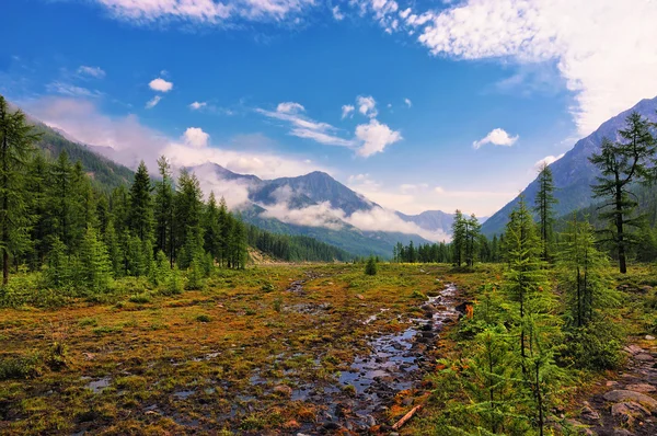 Small marshy meadow — Stock Photo, Image