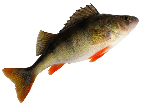 European perch ( Perca fluviatilis ) — Stock Photo, Image