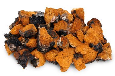 chaga - huş mantar
