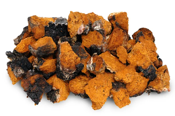 Chaga - birch mushroom — Stock Photo, Image