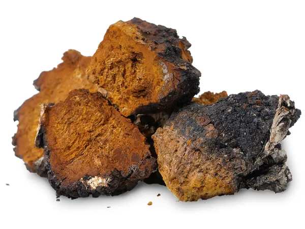 Chaga (Inonotus obliquus) - fungo de bétula medicinal — Fotografia de Stock