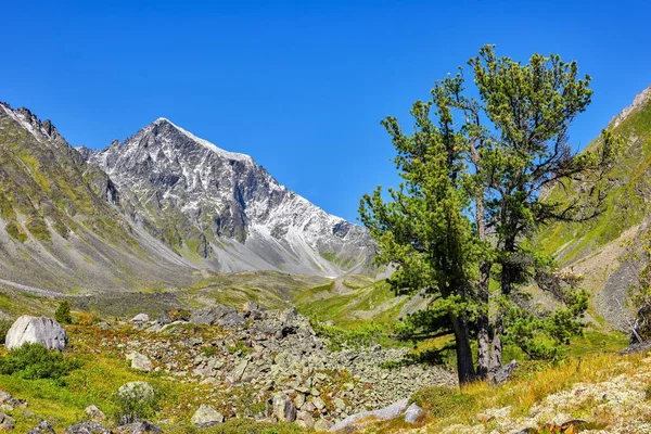 Old Cedar Background Siberian Tundra Highlands Three Tree Trunks Grow — Stock Photo, Image